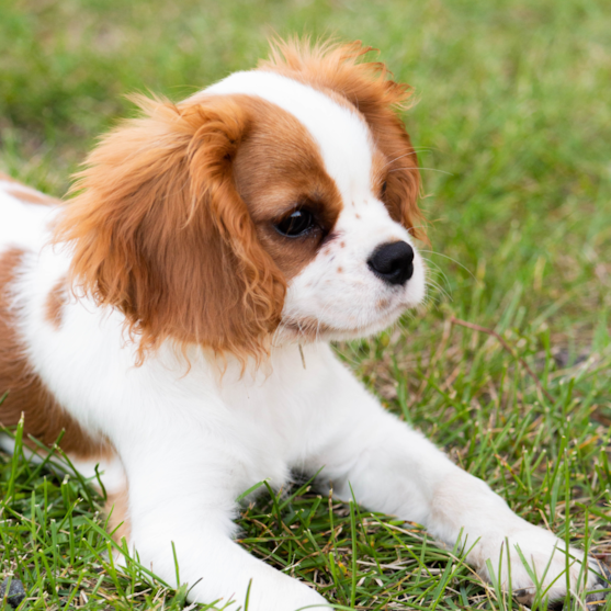 blenheim cavalier king Charles spaniel blenheim cavalier king charles spaniel in grass